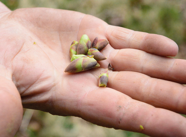Grupo Inula - HerbalGem HerbalGem - Yemas de calidad