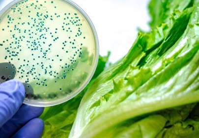 The impact of oregano (Origanum heracleoticum) essential oil and carvacrol on virulence gene transcription by Escherichia coli O157:H7.